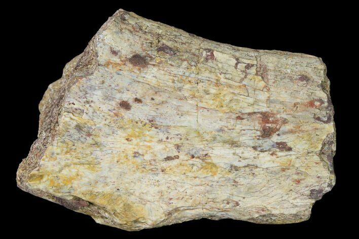 Permian Amphibian Fossil Bone - Texas #153749